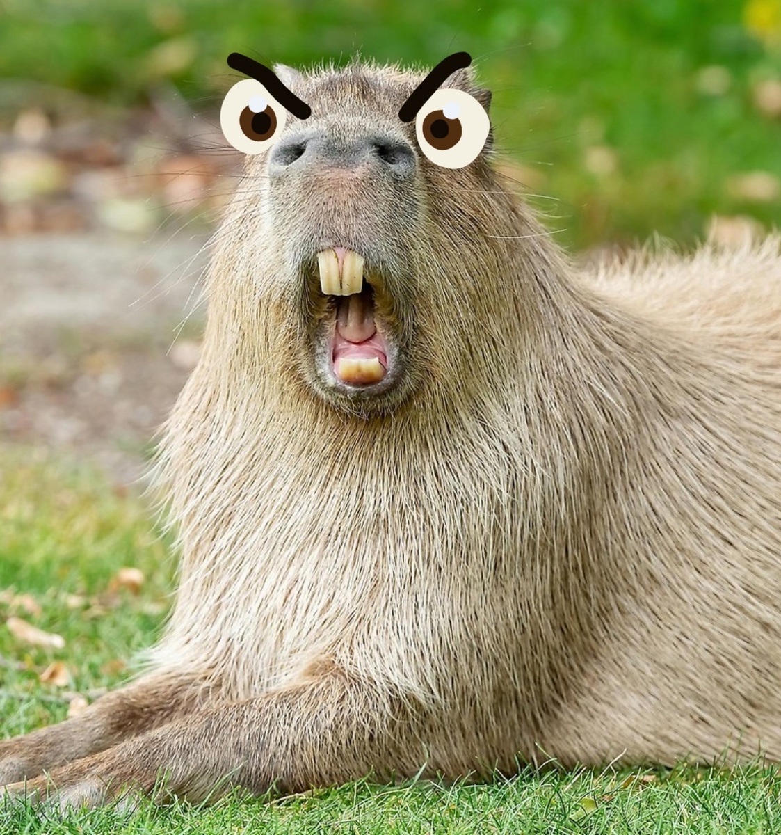 Капибары - такие уж ли они милые? 