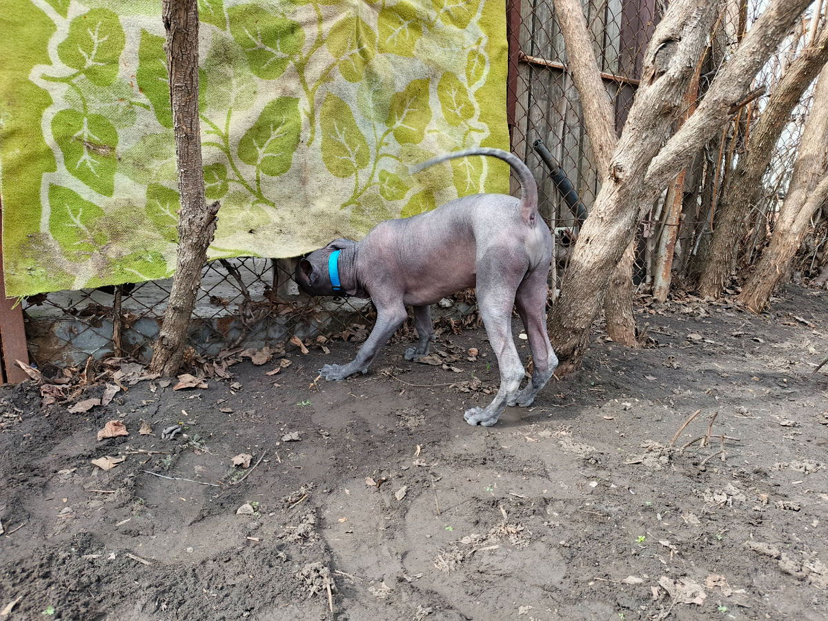 Знакомство с соседским псом