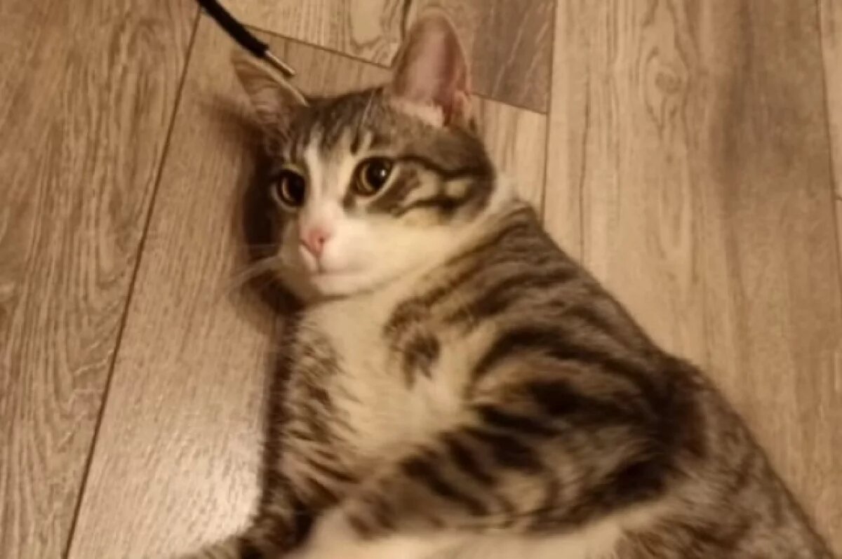    В Твери хозяева переехали и бросили котёнка в подъезде