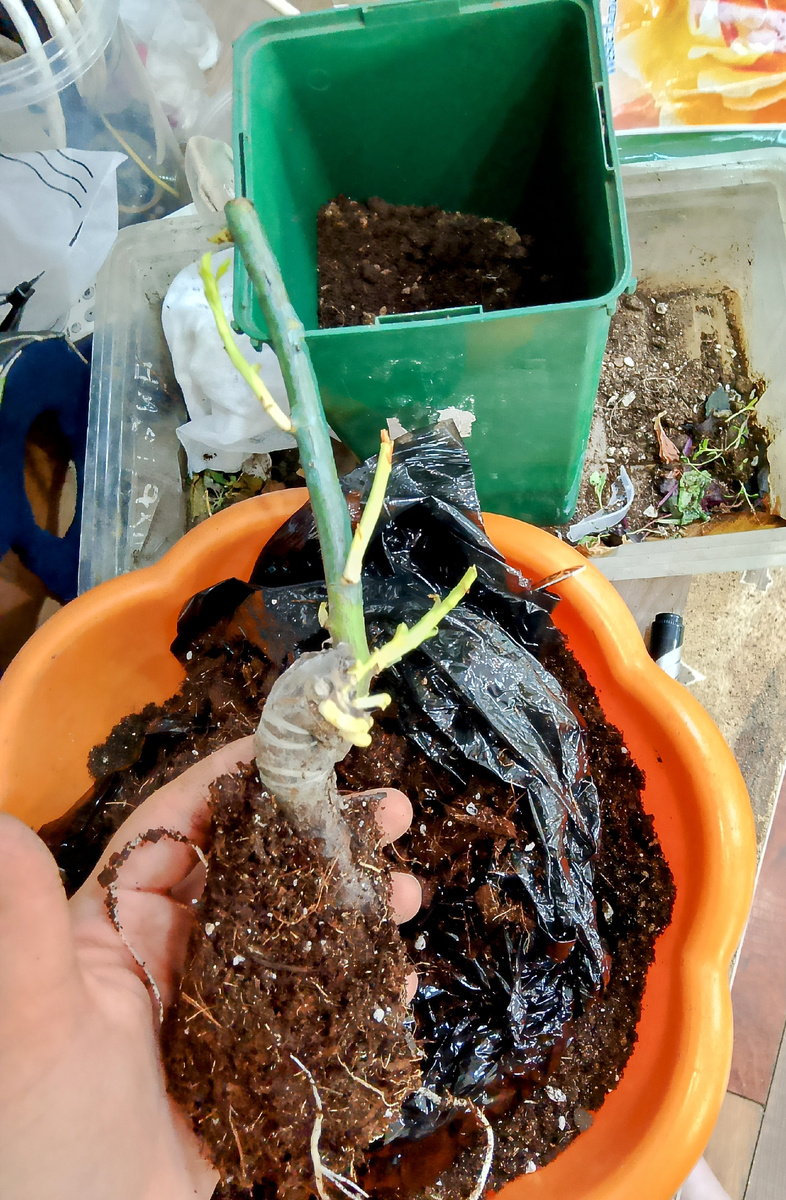 Совсем небольшая корневая 