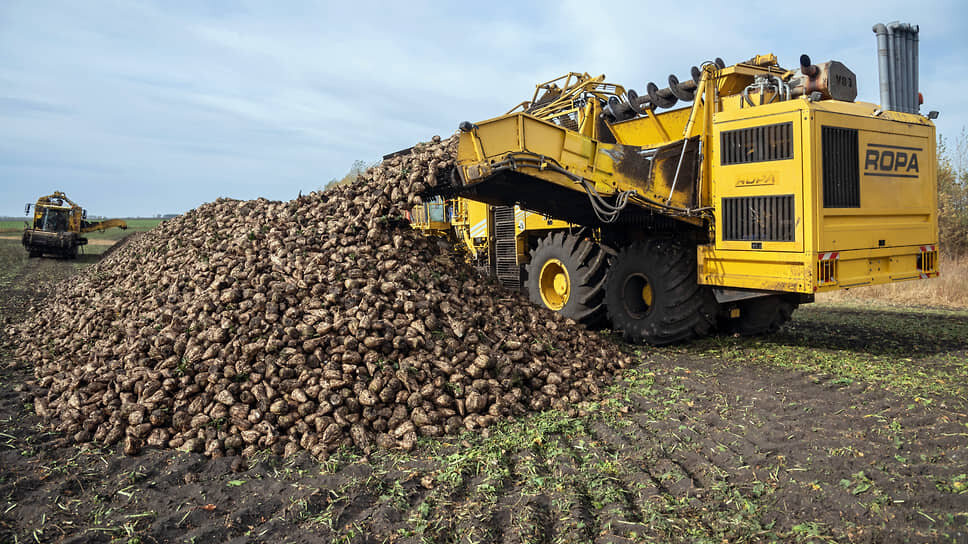 Власти республики ищут способы для расширения рынка реализации сахарной свеклы.📷Фото: Олег Харсеев / Коммерсантъ