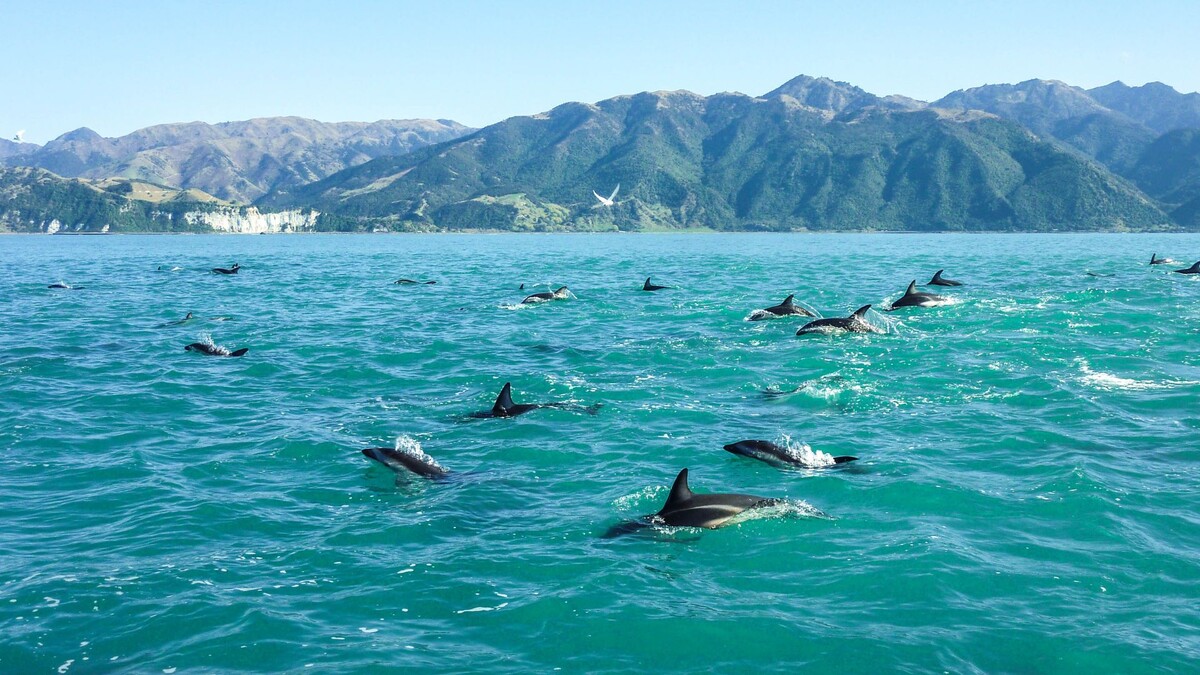 Залив Манате, Австралия