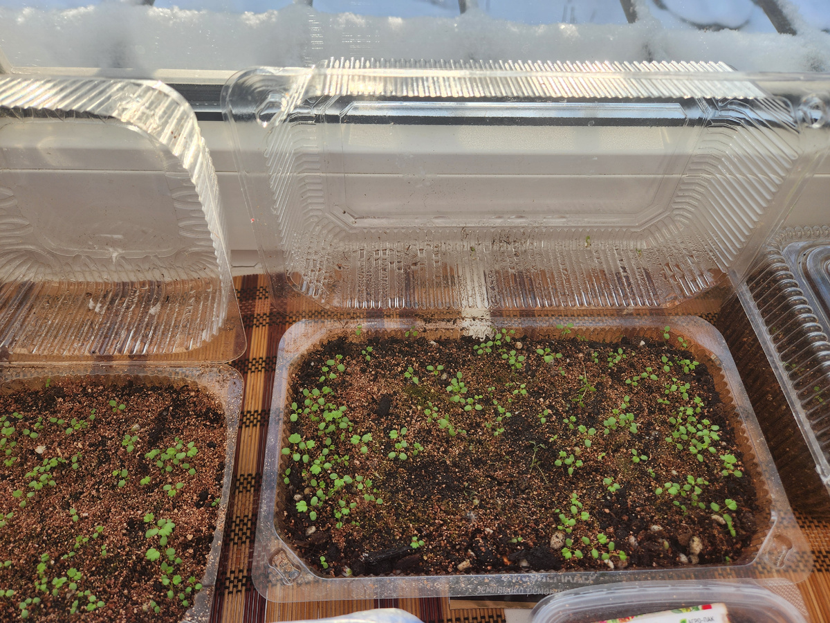 Дружные землянички