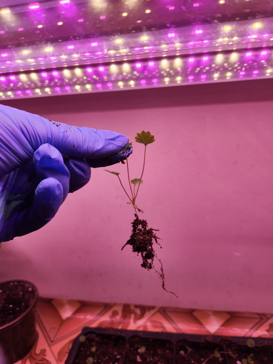 Вот такие хорошие малыши выросли в вермикулитовом грунте.