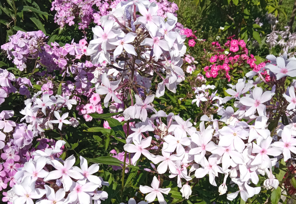 Флокс Морская Пена. Фото Юлии Кондратенко