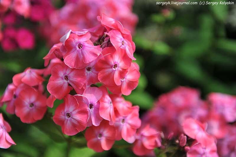 Флокс Вальс