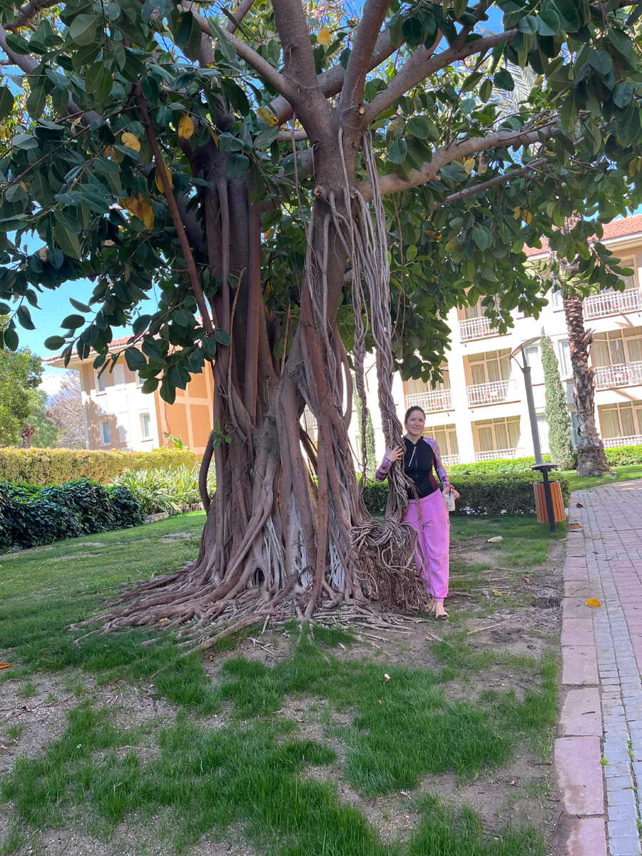 Территория отеля Akka Alinda довольно большая, там есть несколько старых магнолий — очень красиво!