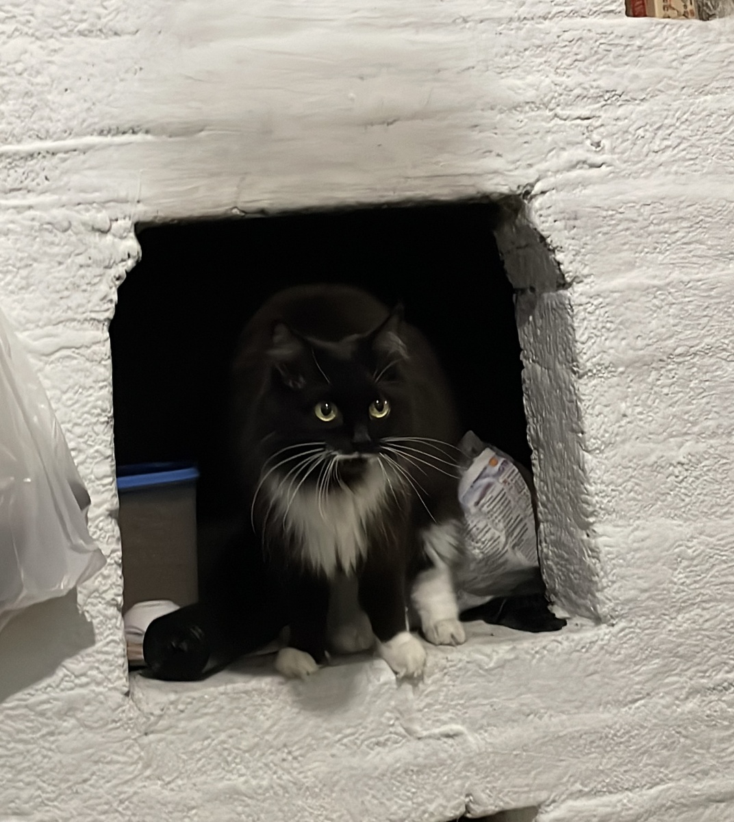 А кошки чувствовали себя дома