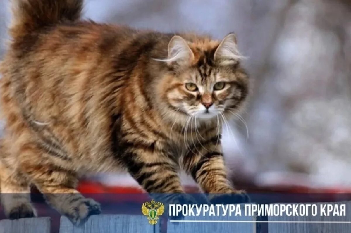    Началось расследование по части 2 статьи 245 УК РФ в связи с жестоким обращением с животным на глазах у детей