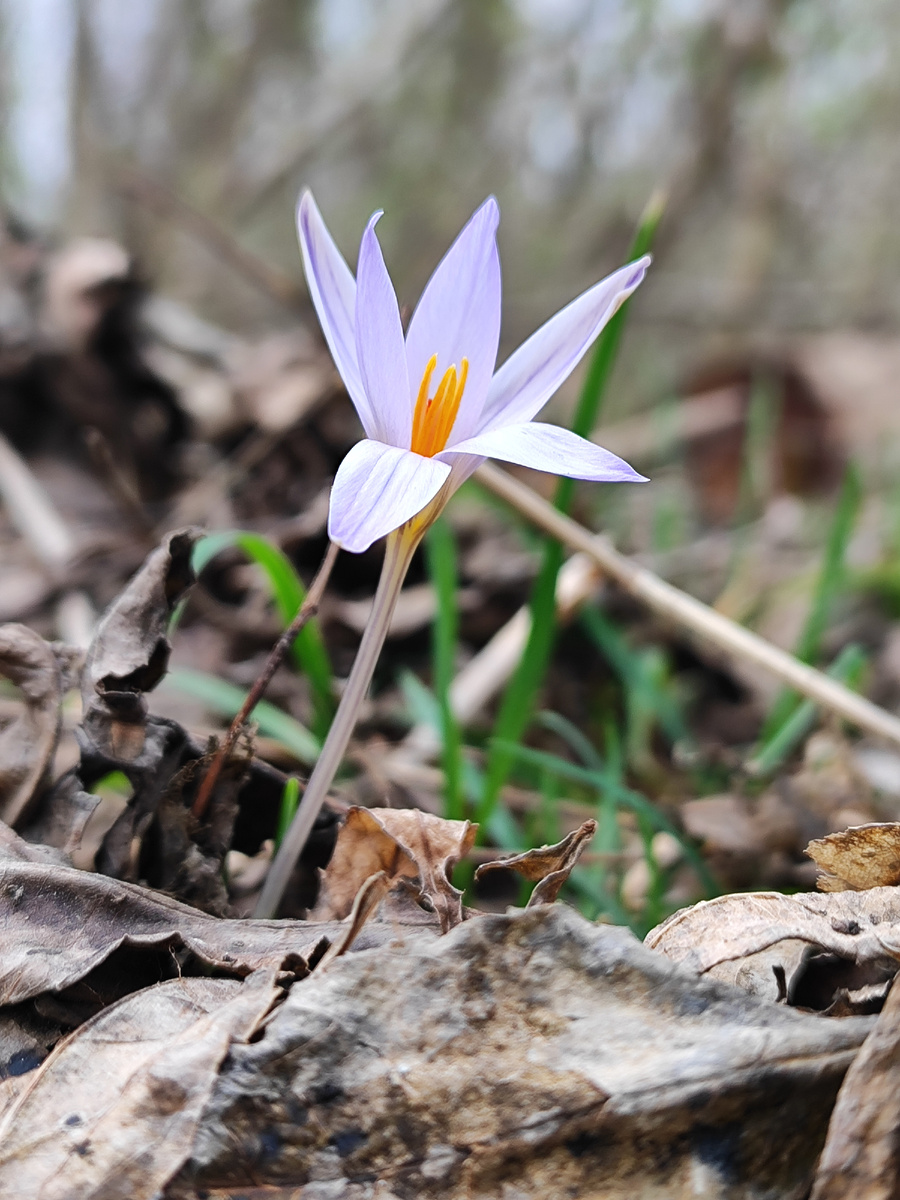 Отцветающие крокусы вызывающе смотрели на меня. Пришлось на обратном пути идти фотографировать (март 2025 года)