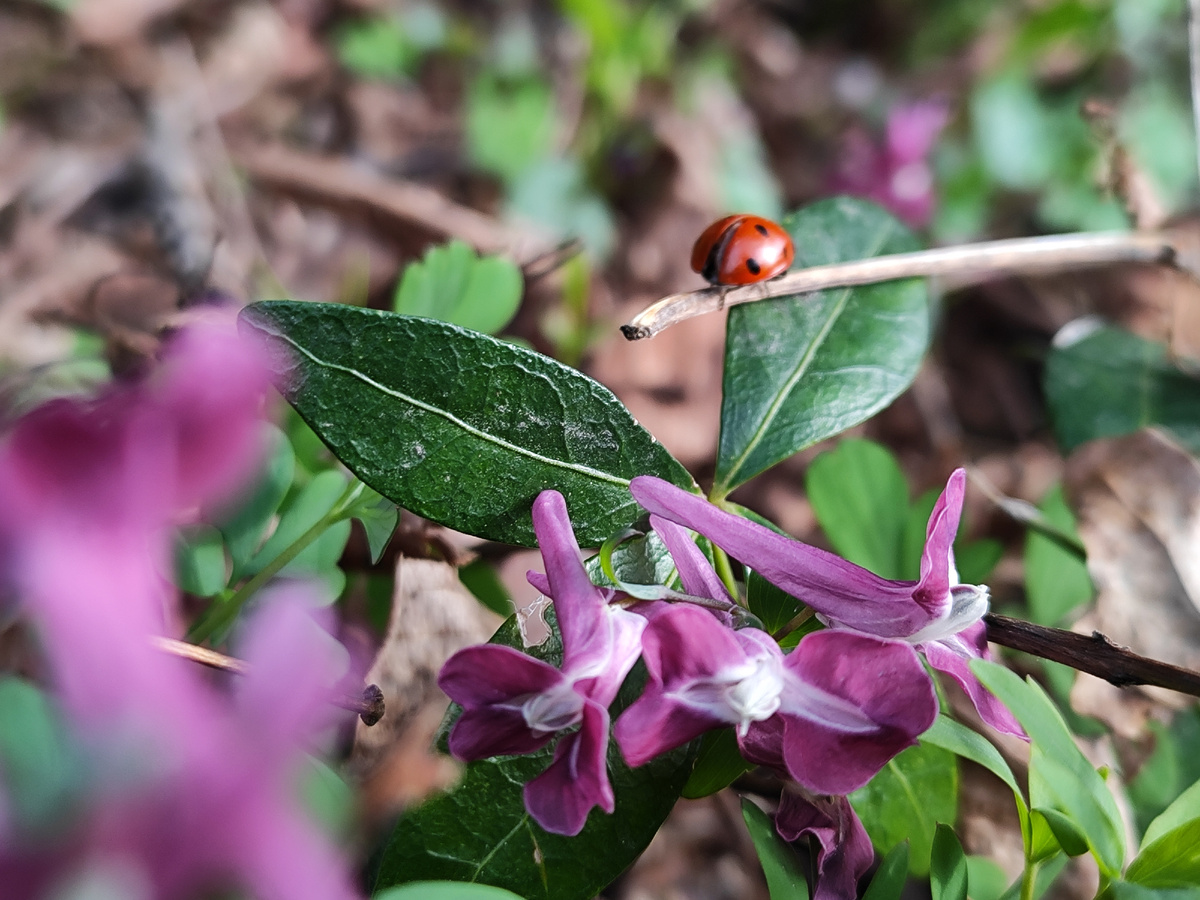 Весенняя идилия (март 2025 года)