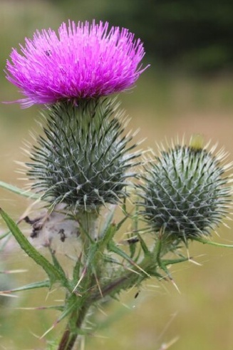 Чертополох цветет.