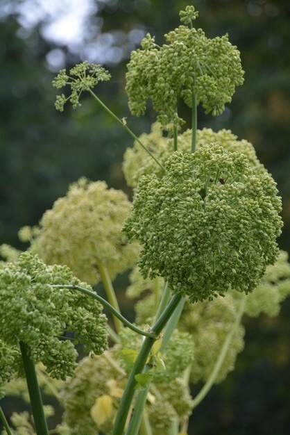 Дудник цветет.