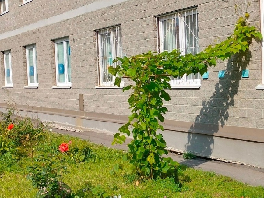 Виноградная лоза в Санкт-Петербурге