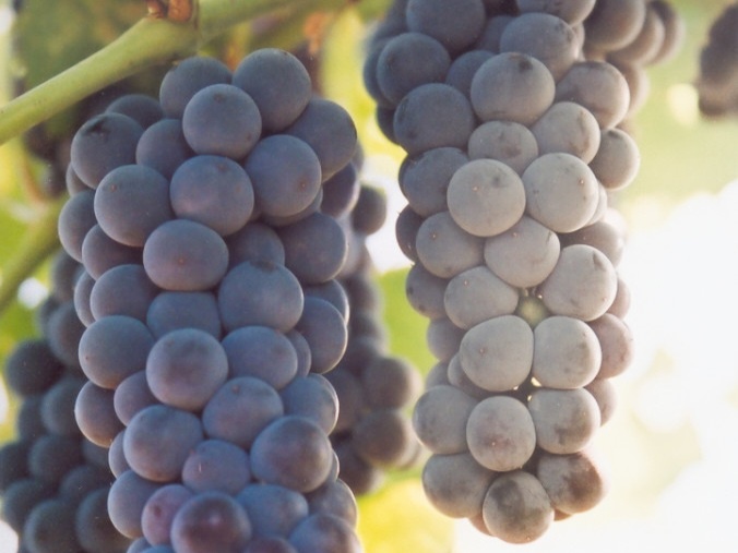 Виноград Вэллиант