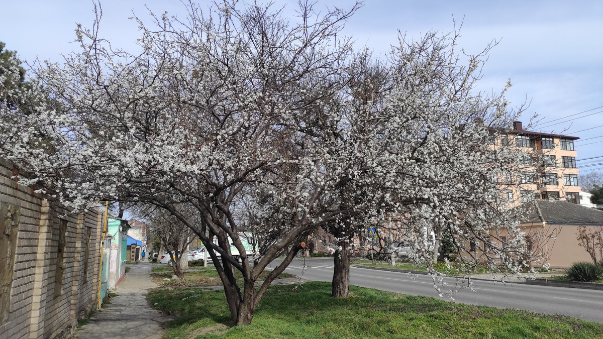 Улицы Анапы цветут и пахнут. Фото: Кирилл Полиенко/Polienko: путешествуем вдвоём