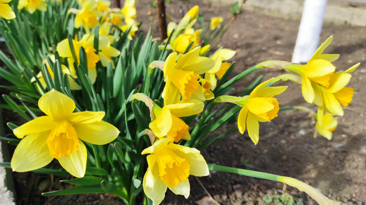Нарциссы тоже зацвели. Фото: Кирилл Полиенко/Polienko: путешествуем вдвоём
