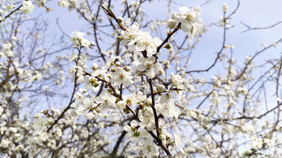 По пути на пляж в Анапе можно наслаждаться такой красотой. Фото: Кирилл Полиенко/Polienko: путешествуем вдвоём