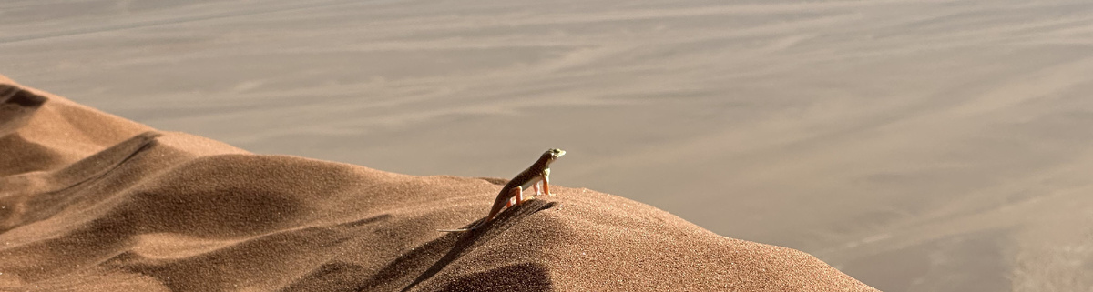 Намибийская ящерица с уверенностью смотрит в будущее