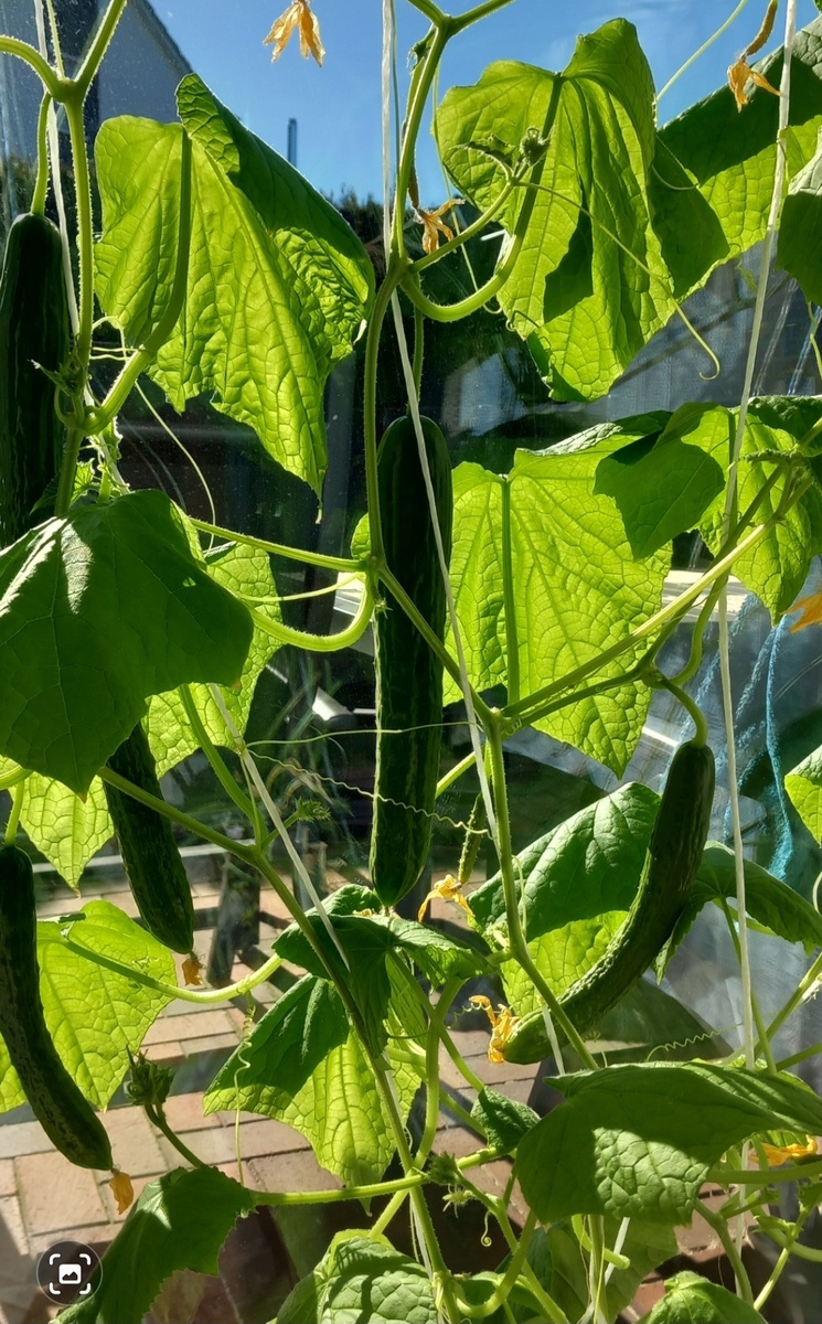 Мои огурчики 18.03.2025