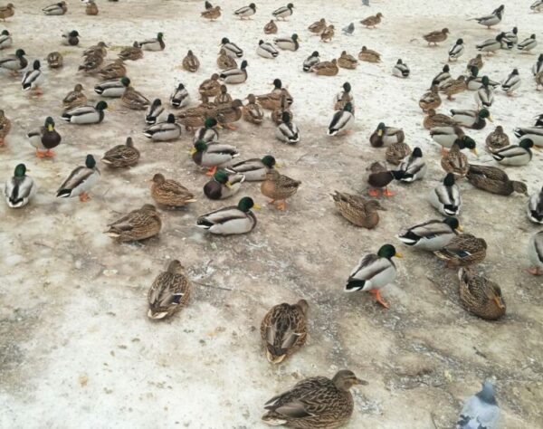    Фото: Екатерина Иванова.UG.RU