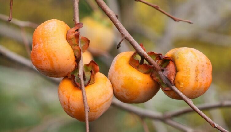    Как приготовить шоколадную хурму? Фото: по лицензии CC0 Pxhere.com