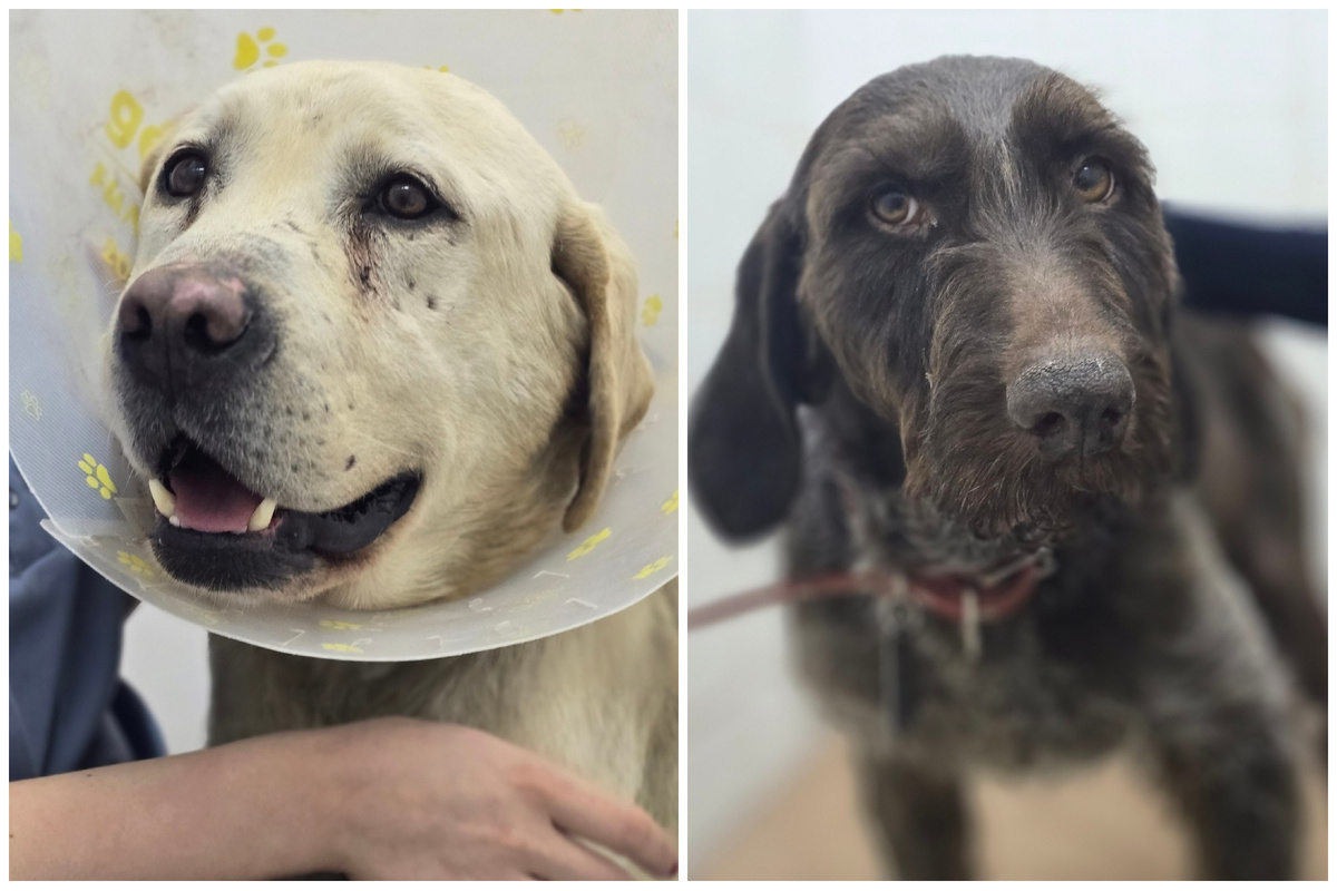 Мирон и Аделька💔