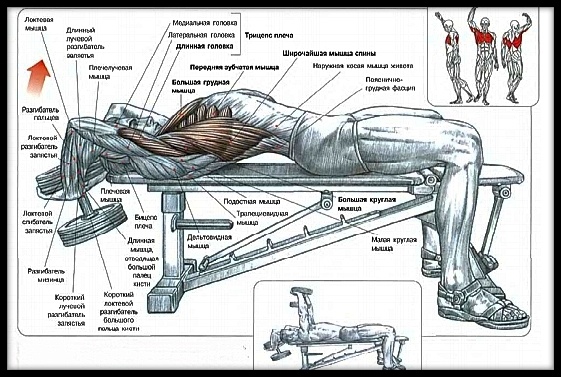 Схема выполнения упражнения "пуловер" взята из книги Ф. Дэлавье "Анатомия силовых упражнений".