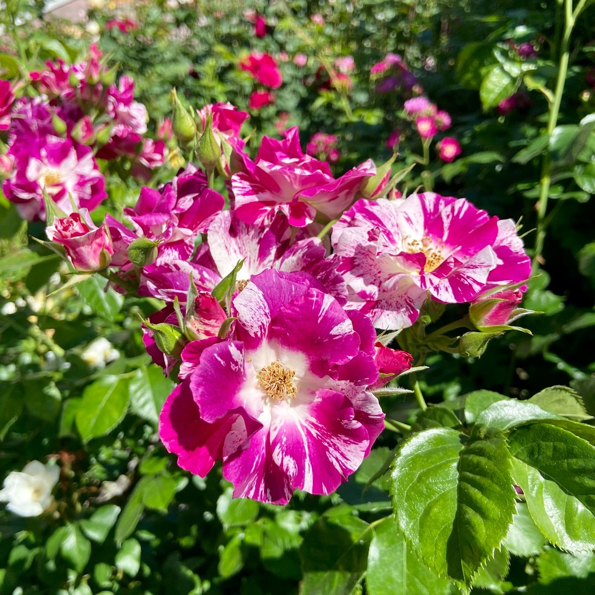 ‘Purple Splash’ (Перпл Сплэш), когда-то посаженный сразу после таяния снега