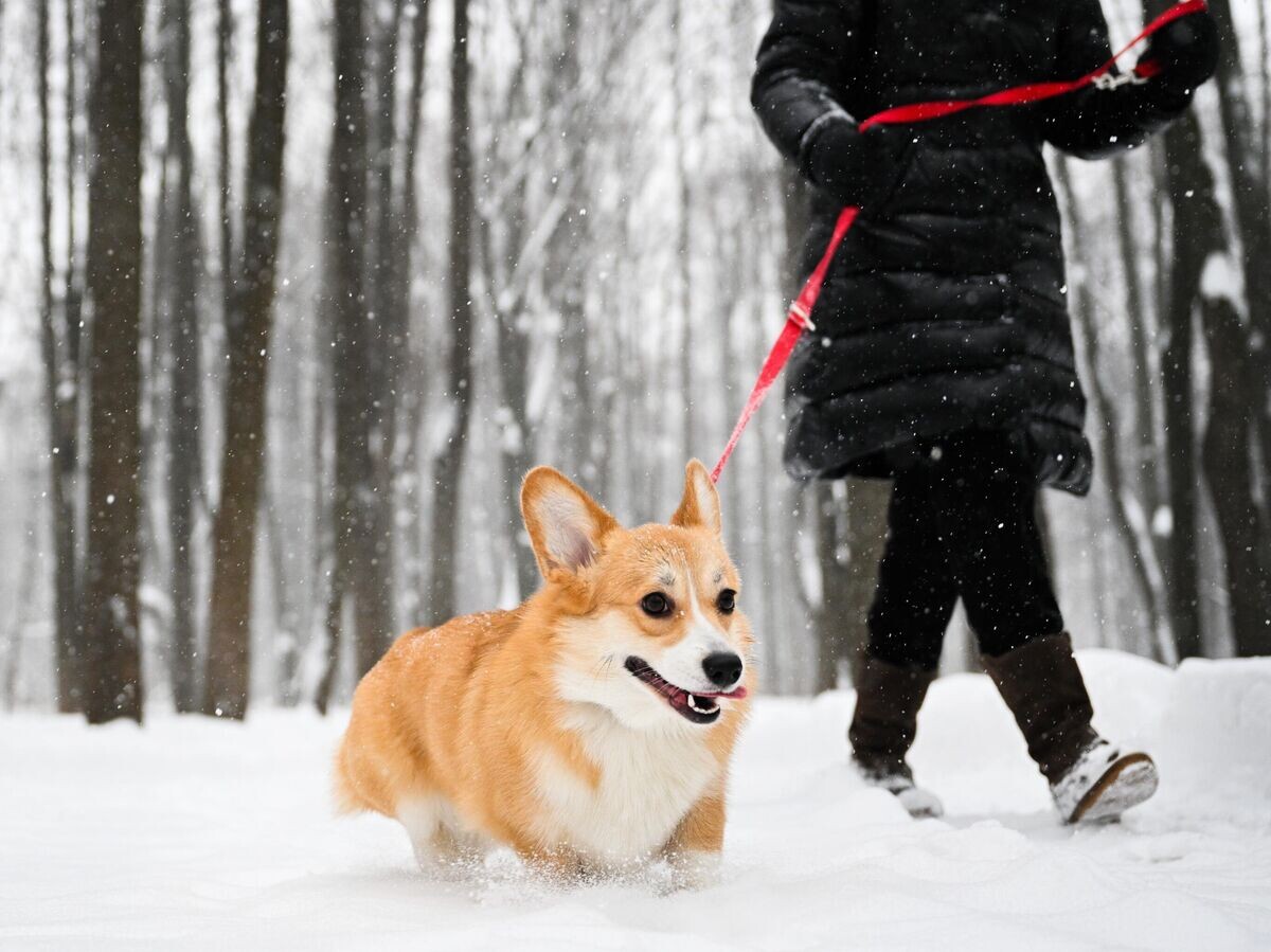    Снег в Москве© РИА Новости / Рамиль Ситдиков