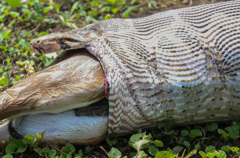Фото питона, заглатывающего жертву целиком.