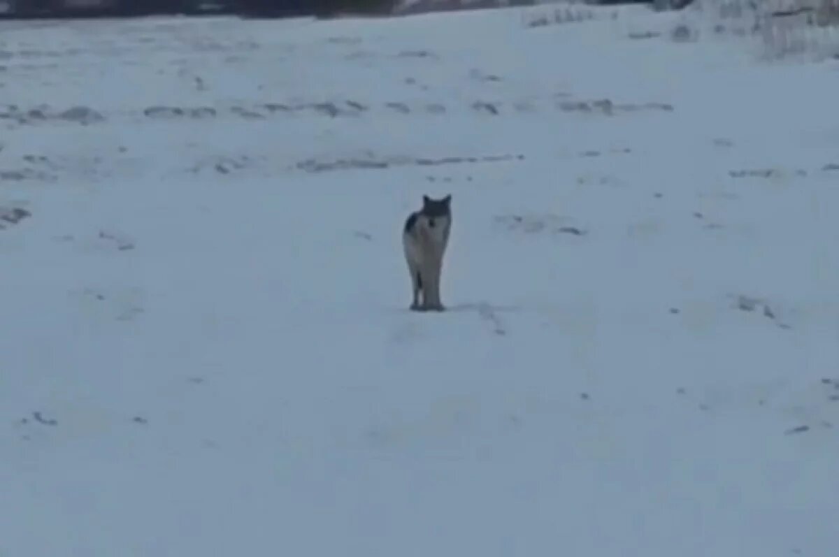    На Камчатке не могут найти волка, который бегал у посёлка Заозёрный