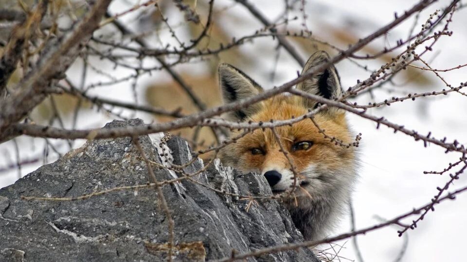    Бешенство у животных. Источник: pixabay.com