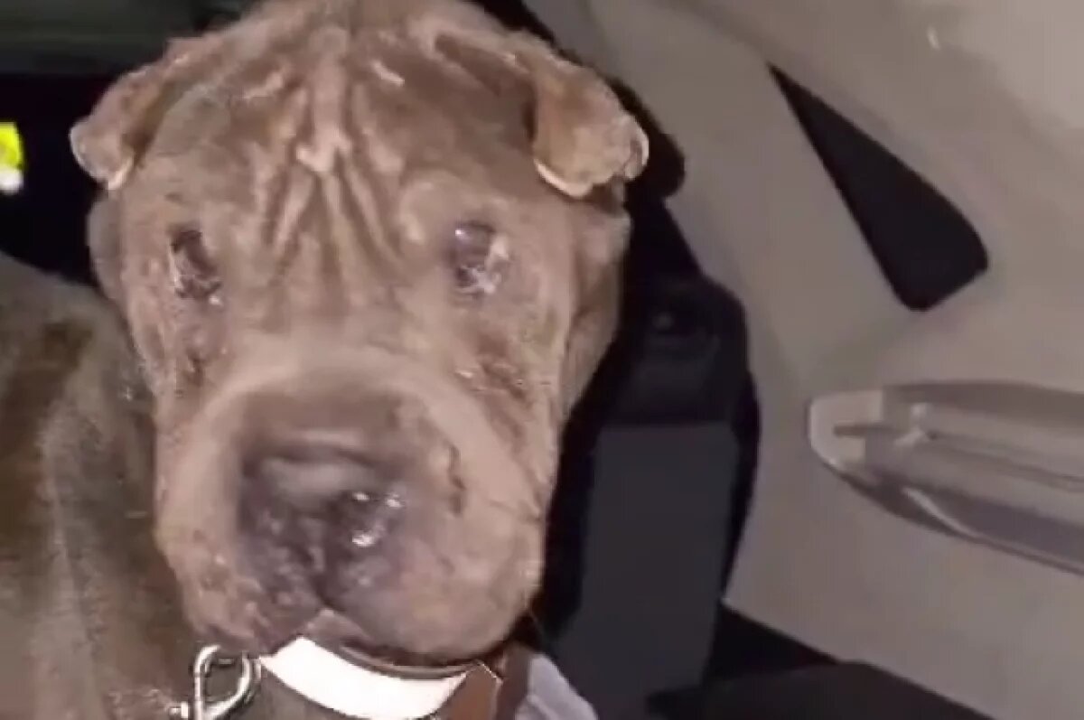    Глава округа и сотрудники прокуратуры на Камчатке спасли бездомную собаку