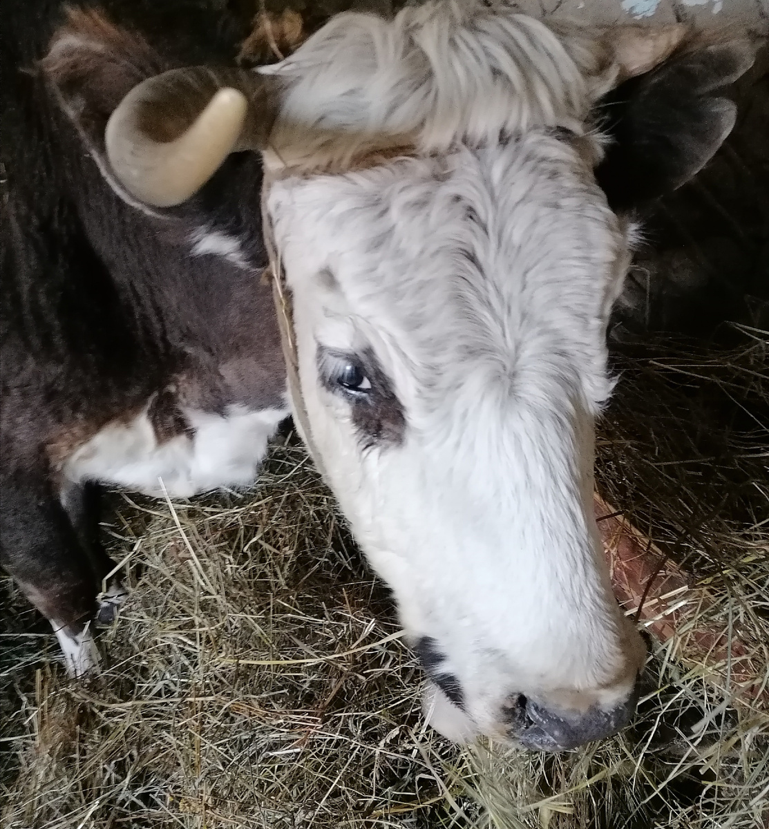 Мои кормилицы.