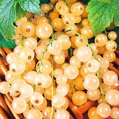 16 лучших сортов белой смородины для весенней посадки - Белая смородина "Белая жемчужина"