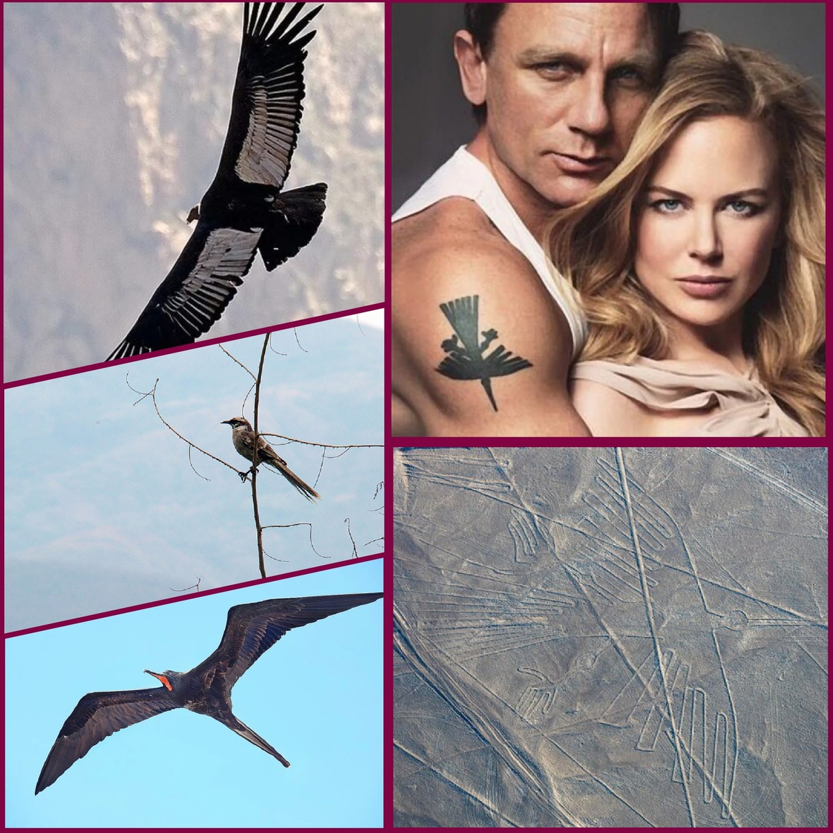 По-моему, птичка все-таки на кондора похожа. Его южно-американские индейцы считали священной птицей, посланником Бога солнца. А Николь Кидман на фото пусть вас не смущает - с Крейгом ее связывает долгая дружба.