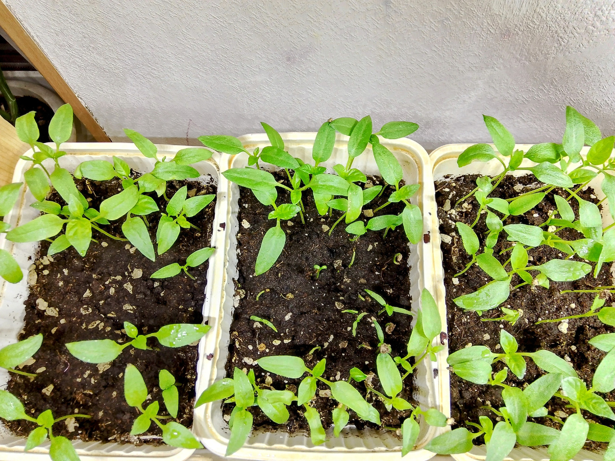 Перец красавец нравится он мне очень 