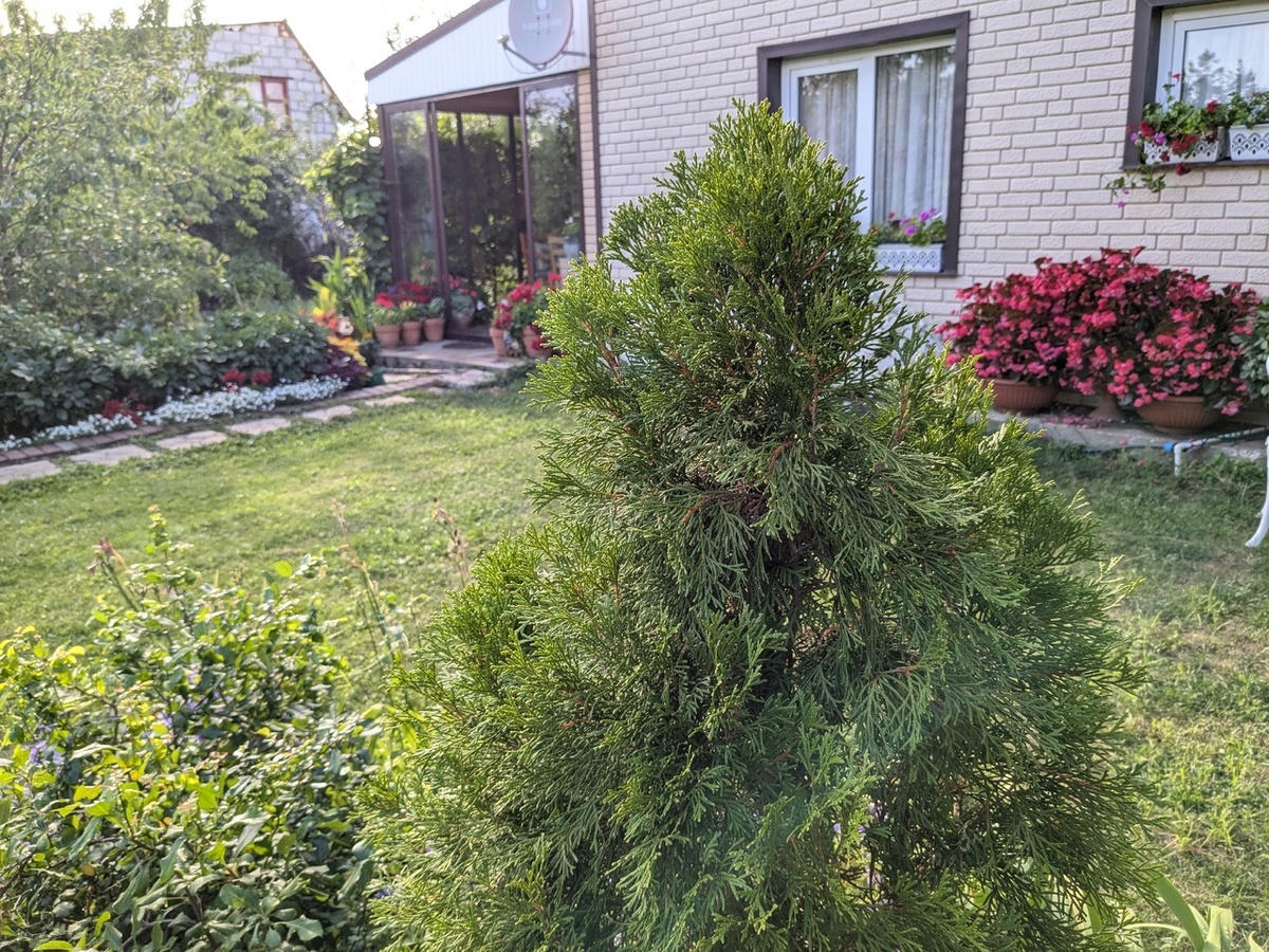 Мой сад - далекий от ландшафтного дизайна, но от этого не менее любимый