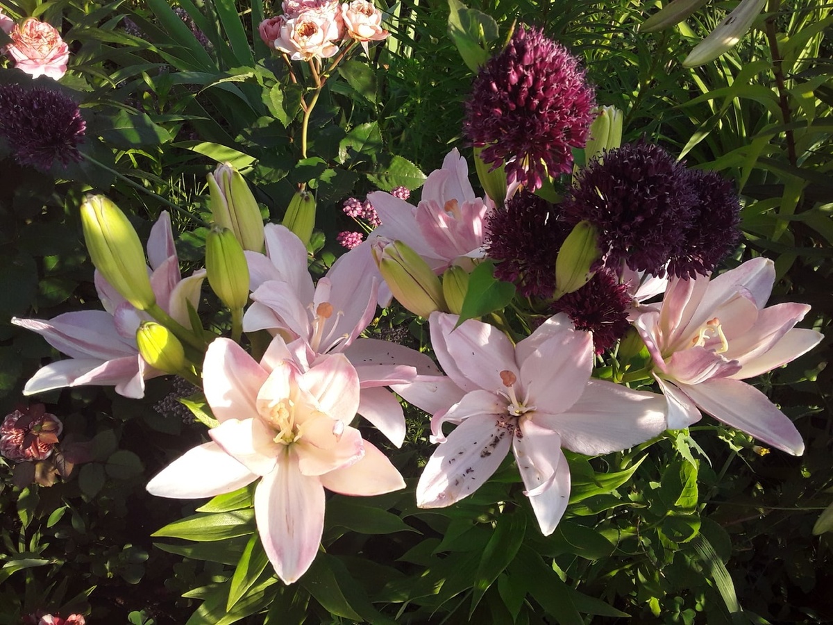 Лилия азиатская Bentley и лук Sphaerocephalon