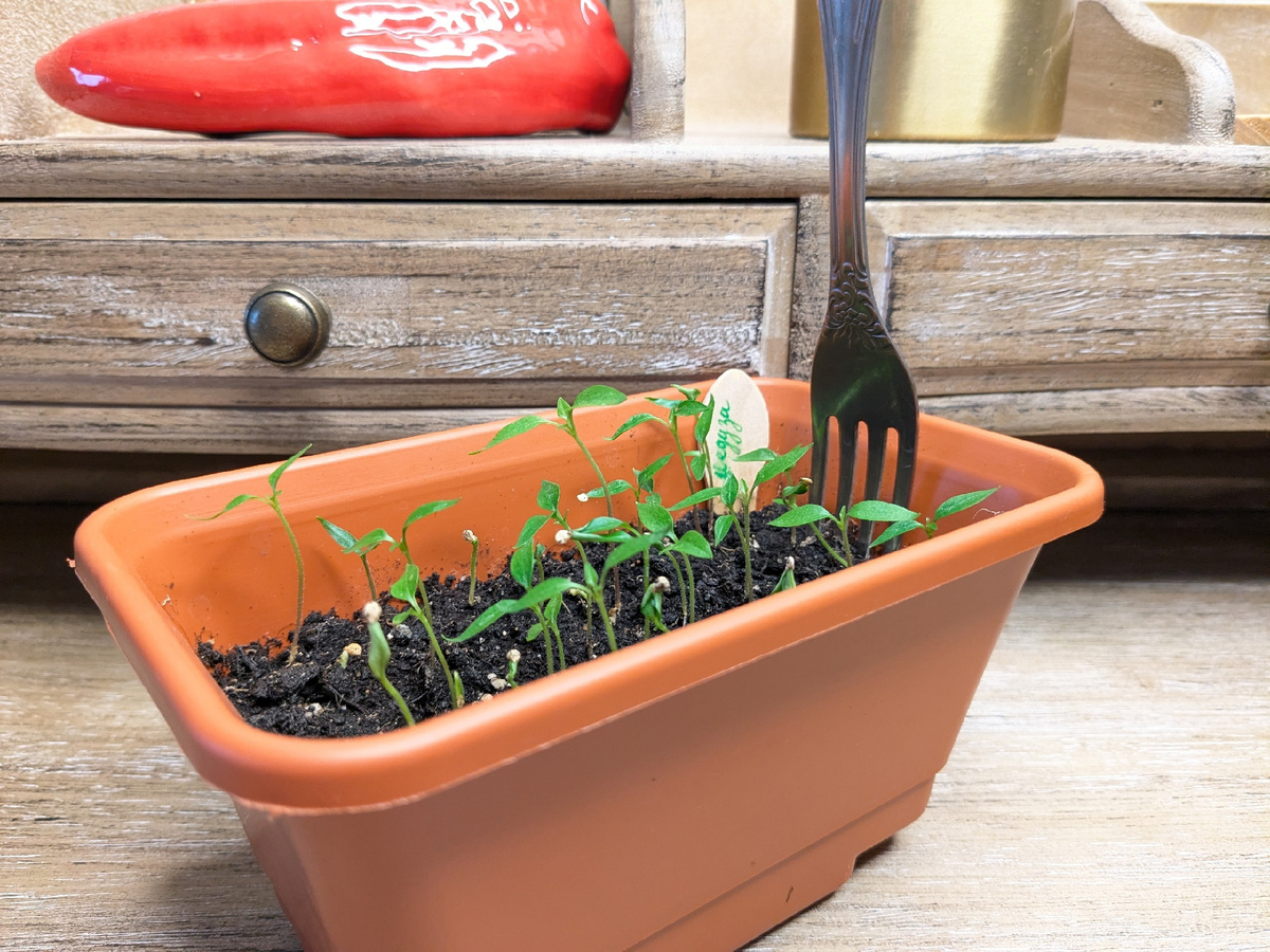 Перец "Медуза" готов к пикировке, главный инструмент - вилка