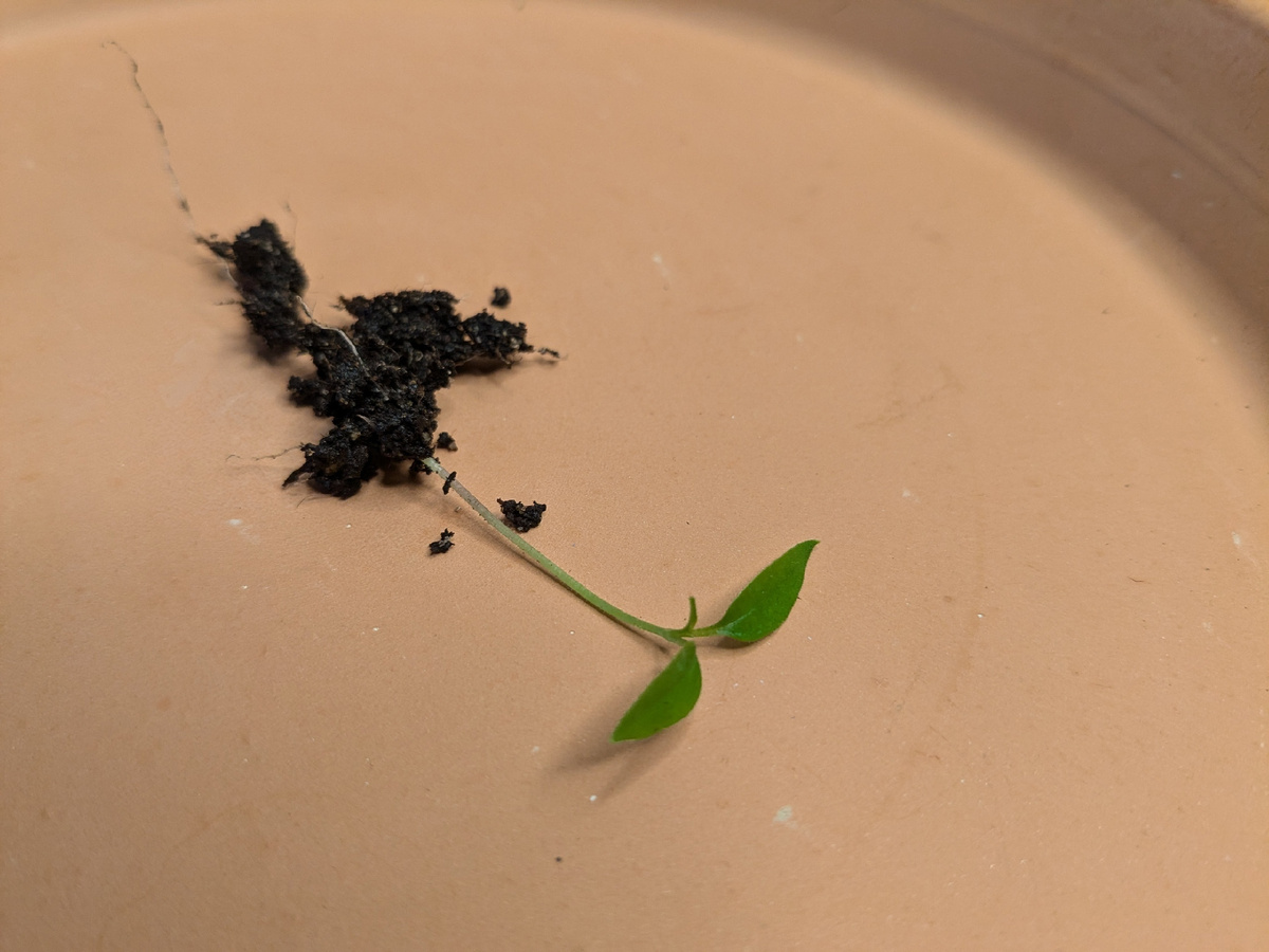 Сеянец "Медузы" в полный рост