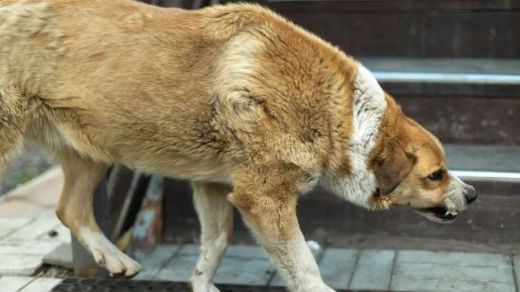    Фото: Oleg Kopyov/Shutterstock/Fotodom