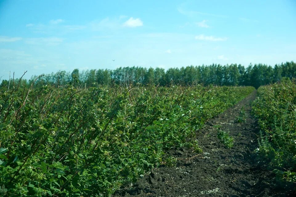 Фото: Сиб.фм