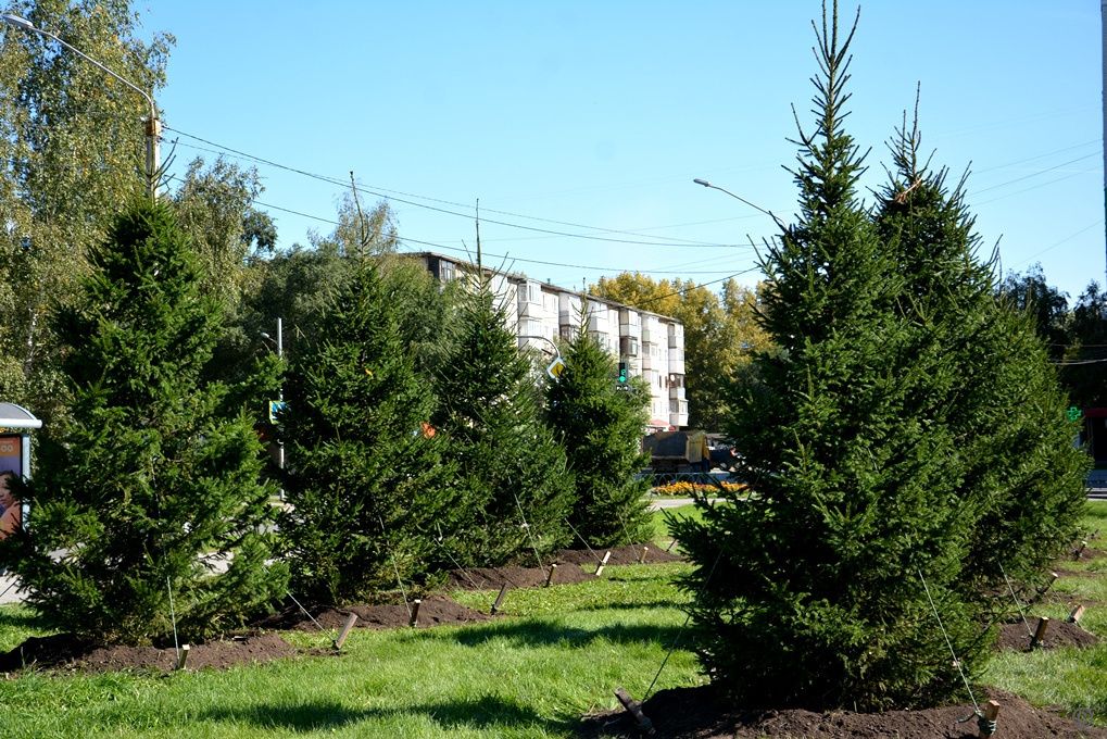 Фото: пресс-центр администрации Барнаула