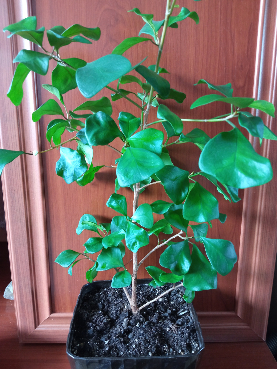 Кокетка просится на стрижку