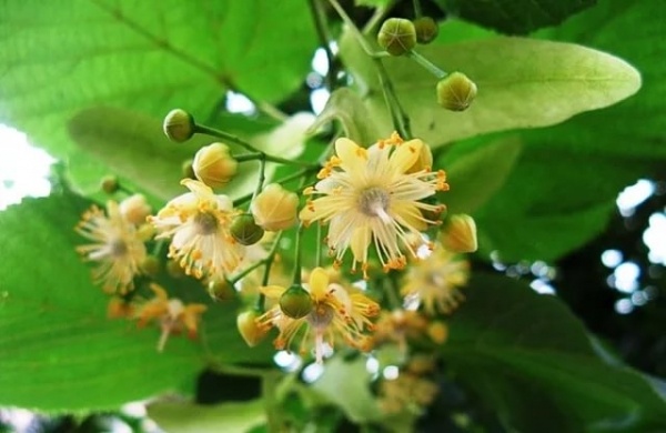 Изображение взято с https://altaikedr.ru/spravochnik-lekarstvennyh-rastenii/lipa/