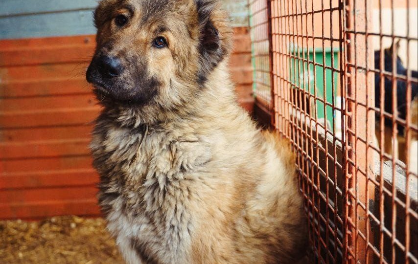 Вираж – большой пёс с большим сердцем!