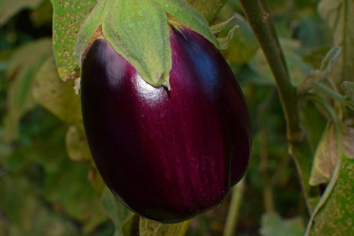    Фото: leoleobobeo / Pixabay.com