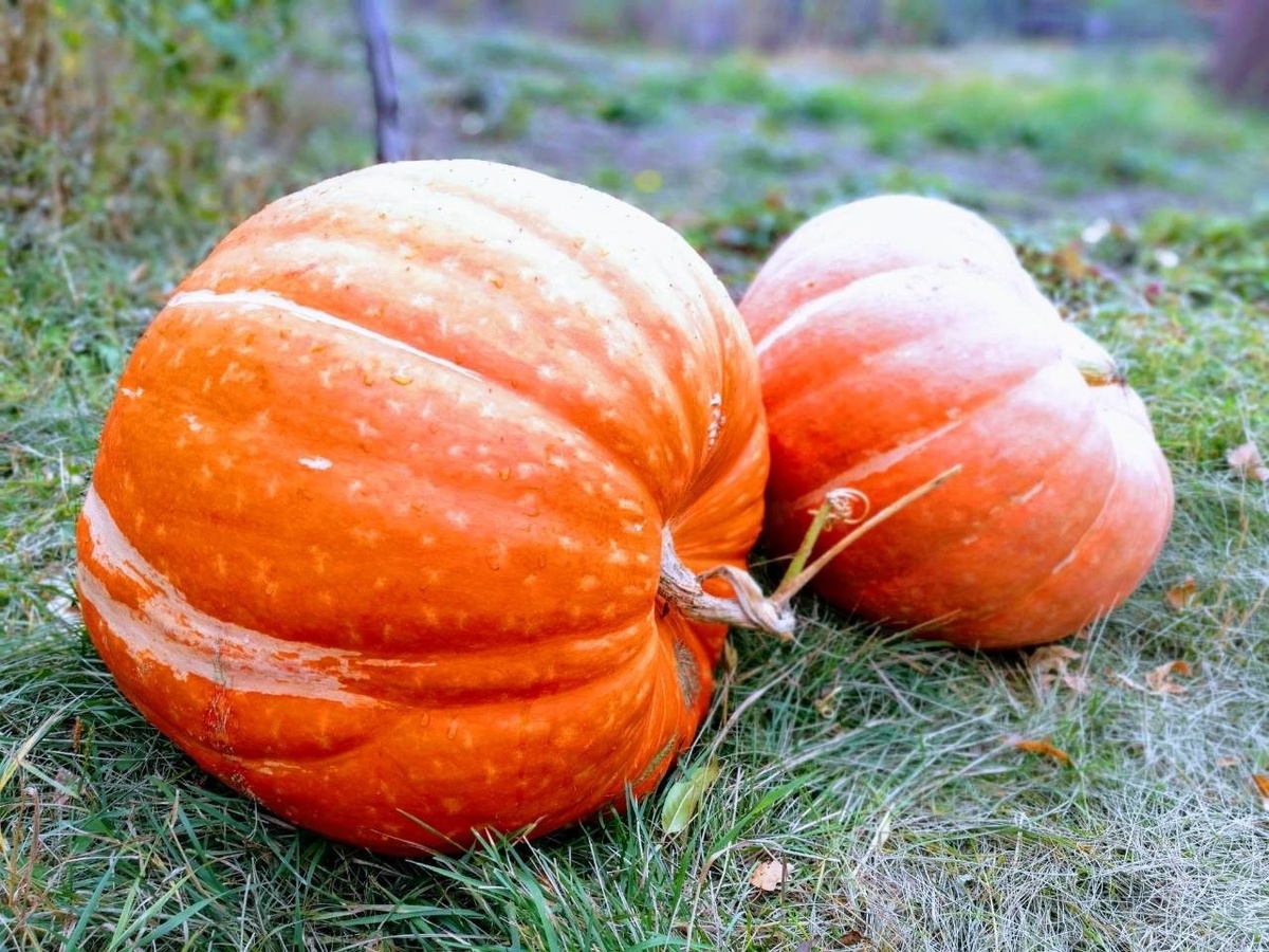 красавицы- тыквы